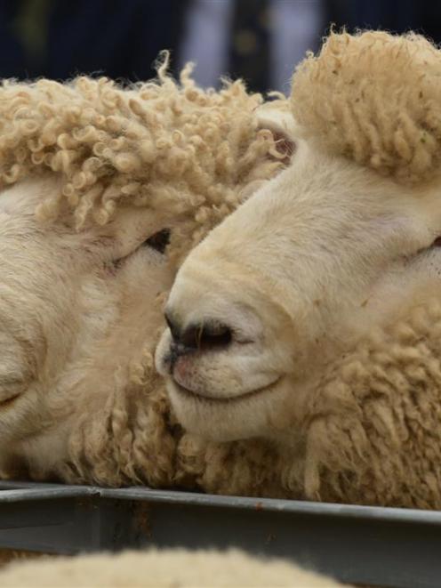 The variation in returns for sheepmeat producers and exporters over the past few years has been...