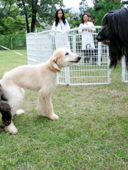 The world's first cloned dog Snuppy, right, looks at its puppies at Seoul National University's...