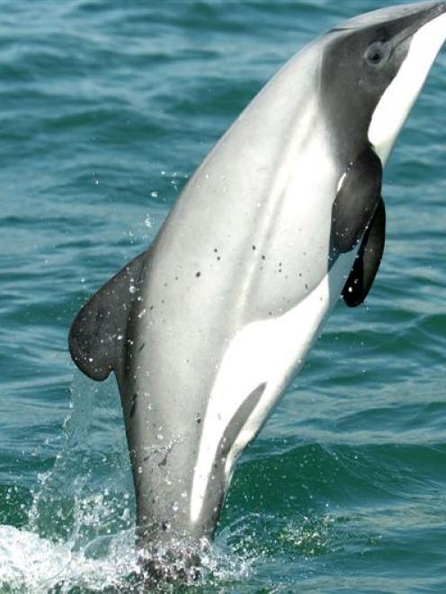 There are an estimated 7270 South Island Hector's dolphins.