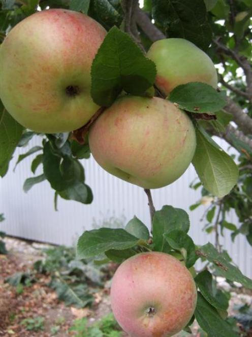 There are many cultivars of the versatile apple. Photo by Monique Smith.