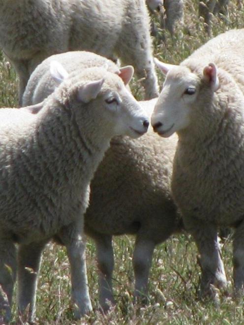 There is concern over commodity prices;  pictured, Perendale lambs in December. Photo by Newhaven...