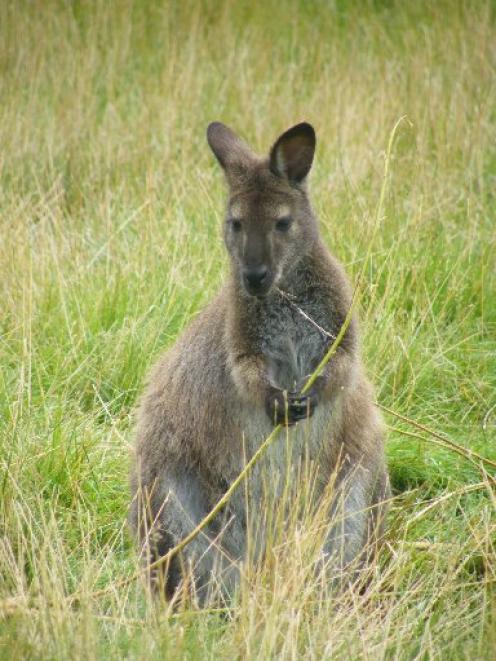 There is no room for complacency about the environmental threat posed by wallabies, says Otago...