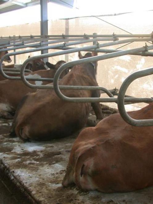 There may be 500 cows housed in the shed, but they are happy, relaxed and there is little noise....