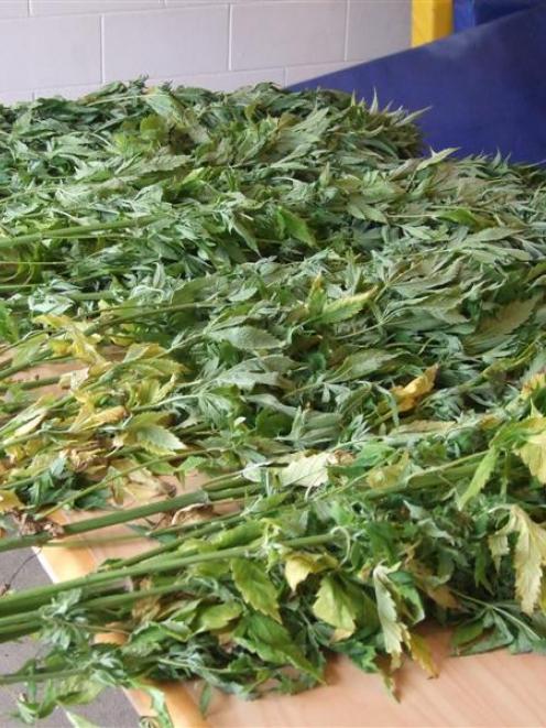 These 13 plants are part of a haul of dried cannabis and plants recovered by police in the...