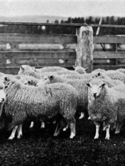 These 40 Romney Marsh rams, bred by the executors of the estate of the late James Holms,...