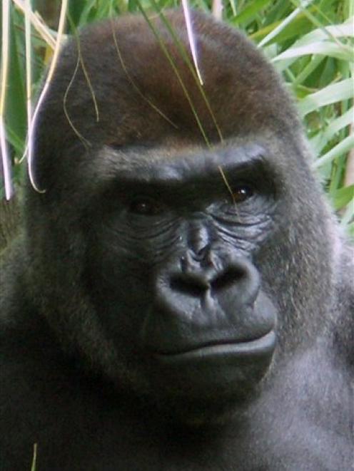This 2004 file photo provided by The Riverbanks Zoo and Gardens, of Mike, one of the three male...