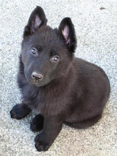 This 8-week-old  police puppy is generating plenty of name suggestions on the Dunedin police...