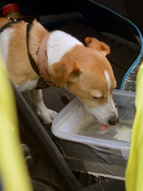 This dog had to be rescued from a car in Dunedin last year. Photo: Stephen Jaquiery