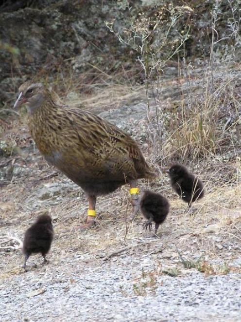 This male buff weka has been trying to woo the females at Doc's island breeding programme on Lake...