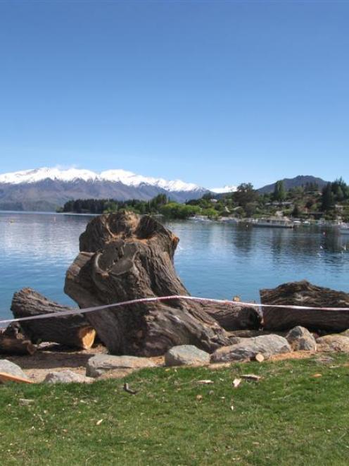 This was all that remained of a large willow tree on the  Wanaka  lakefront yesterday after it...