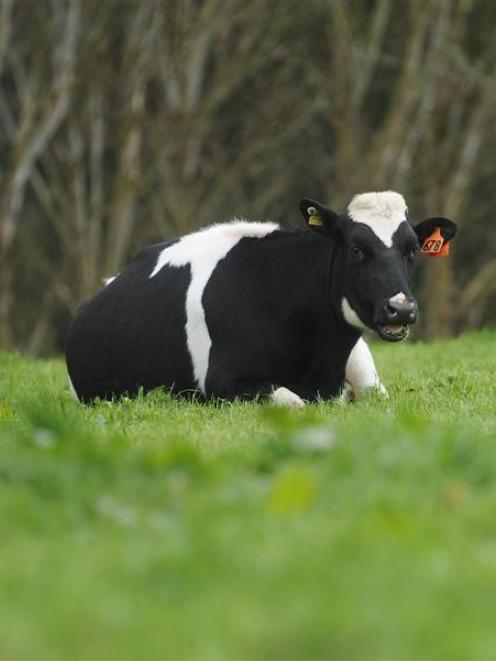 This week's dairy auction price may mean a reduced payout. Photo by Peter McIntosh.