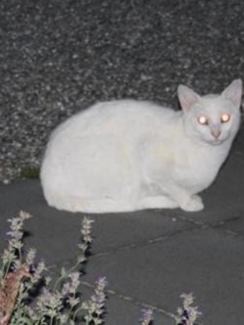 This white cat, holidaying in Clyde, is responsible for a spate of clothing thefts in the town, ...