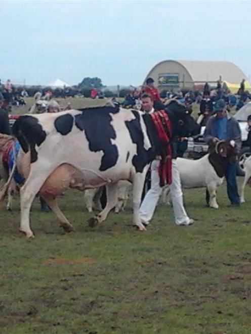 This year's Canterbury A&P show's supreme champions line up for the final decision. Supreme...