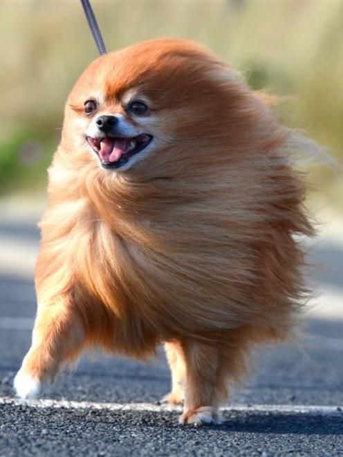 Thor Grant, a pomeranian, battles the wind on John Wilson Ocean Dr in Dunedin yesterday. Photo by...