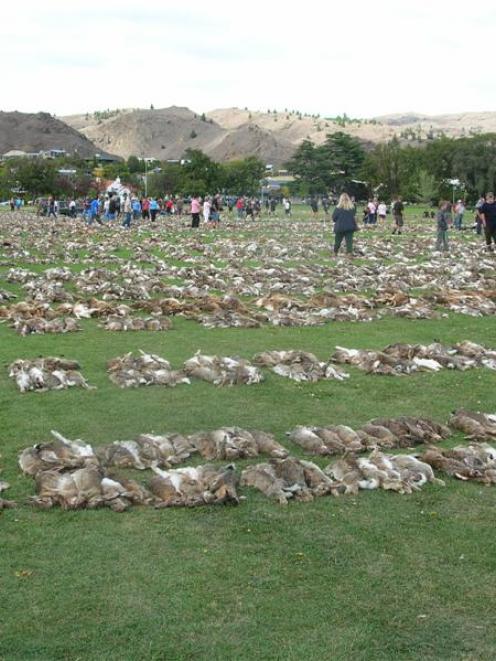 Thousands of dead rabbits carpet Pioneer Park in Alexandra on Saturday, following the 19th annual...
