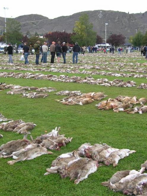 Thousands of dead rabbits line Pioneer Park in Alexandra on Saturday, following the 18th annual...