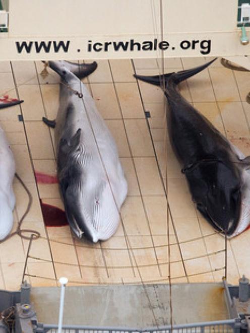 Three dead minke whales lie on the deck of the Japanese whaling vessel Nisshin Maru, in the...