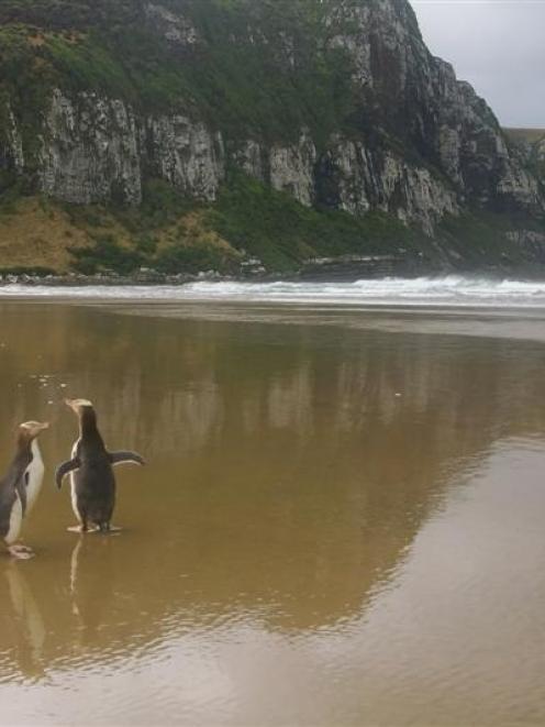 Three healthy,  microchipped yellow-eyed penguins  return to the wild at their home in Purakaunui...
