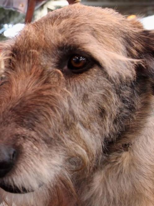 Three Irish wolfhounds have been put down following the attack. Photo Getty