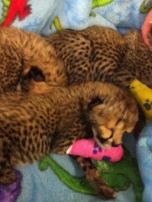 Three newborn cheetah cubs at After Hours Veterinary Hospital in Christchurch today. Photo / Kurt...