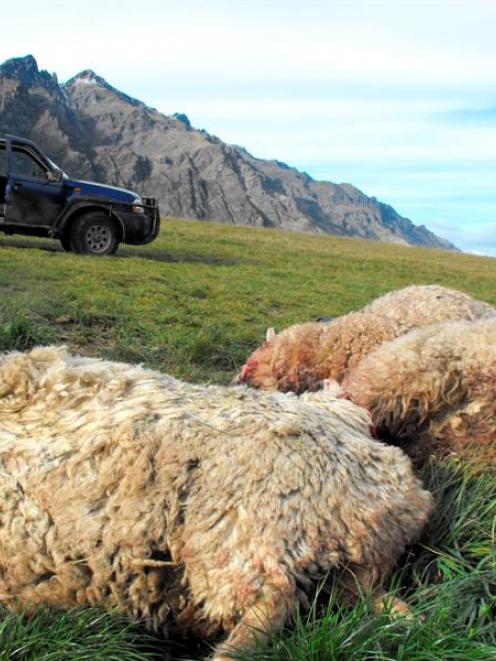 Three of the four Remarkables Station hoggets that were mauled and killed by a  dog this week....