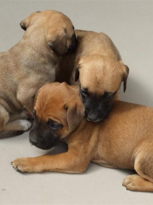 Three of the nine puppies dumped in a rubbish bin beside Lake Dunstan just before Christmas....