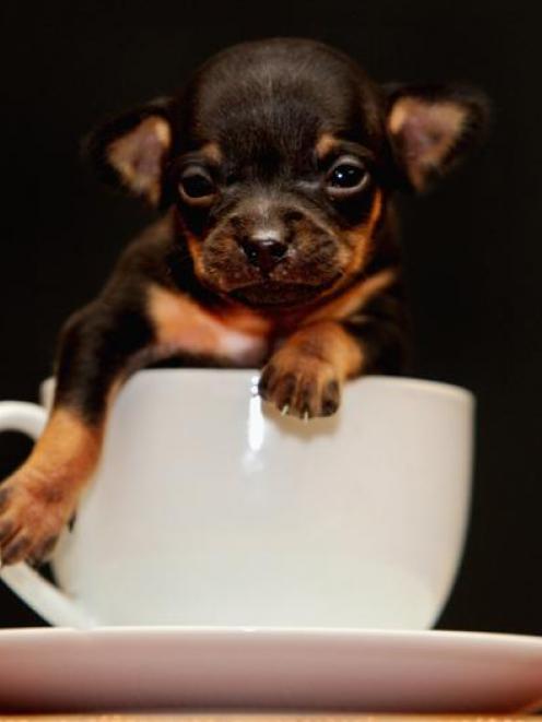 Three-week-old chihuahua puppy Tom Thumb poses in a tea cup. The pup is thought to be one of the...