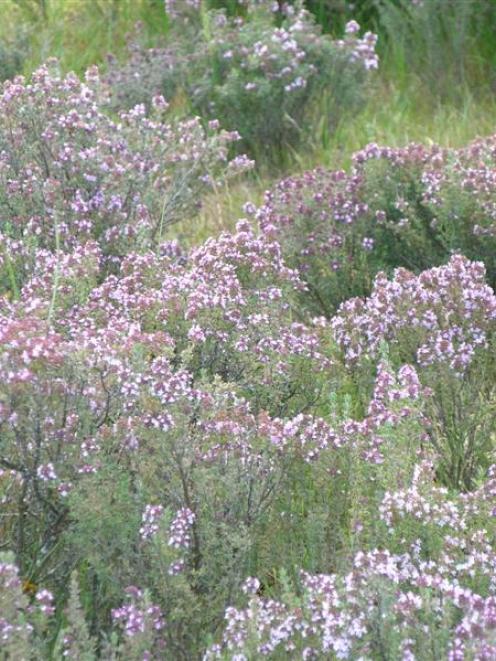 Thyme is blooming on the hills surrounding Alexandra, just in time for the annual Thyme Festival....