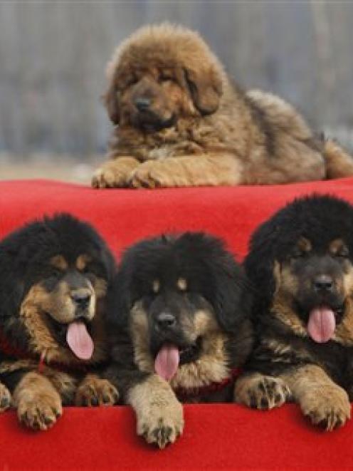 Tibetan mastiff puppies for sale sit on a car covered by a red blanket during the annual China...