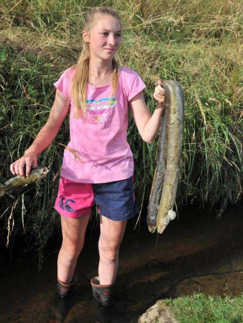 Tinelle Blackie (14) holds a dead eel and a giant kokopu she found in Owhiro Stream. Photo by...