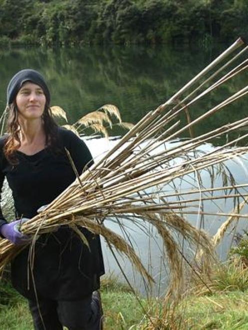 Phillipa Crofskey collects toetoe stalks at Sullivan's dam, on the Leith Saddle, near Dunedin,...