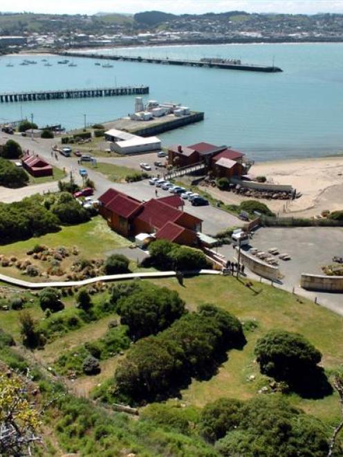 Tourism success stories in the Waitaki district in recent times: Oamaru's  Blue Penguin Colony....