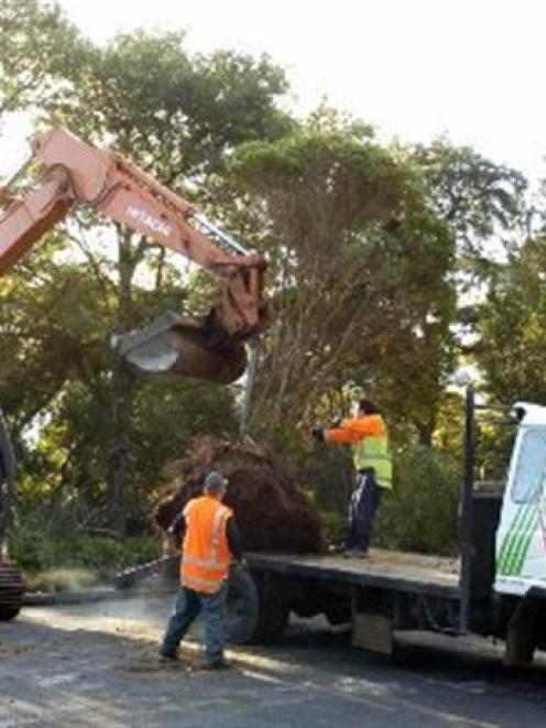 Trees are removed from Lovelock Ave for a trip to their new home outside the Chinese garden....