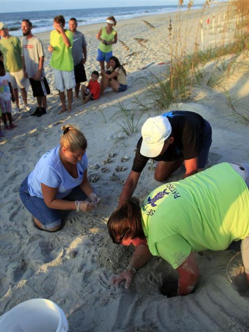 Turtle volunteers Marianne Glaze, Don Pease and Amanda Jenkins take an inventory of a hatched sea...