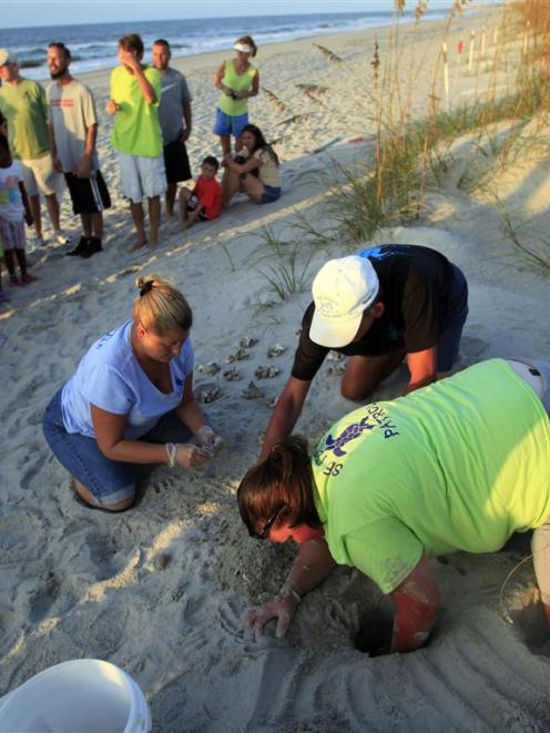 Turtle volunteers Marianne Glaze, Don Pease and Amanda Jenkins take an inventory of a hatched sea...