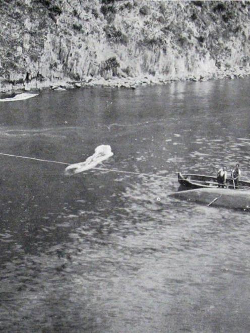 Two right whales caught outside Queen Charlotte Sound, Marlborough by Perano and party. The head...