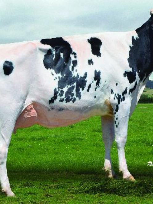 Two-year-old Tahora Million Tori VG86 was selected as All New Zealand Junior cow in this year's...
