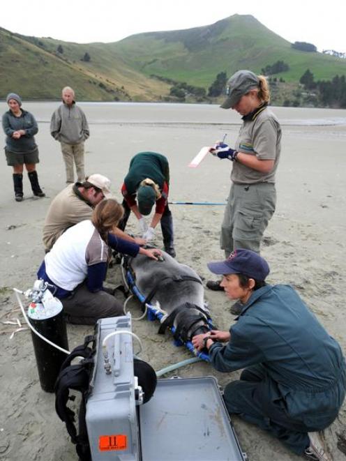 Undertaking a health check on Gem, a 3-year-old sea lion, are (from left, clockwise) University...