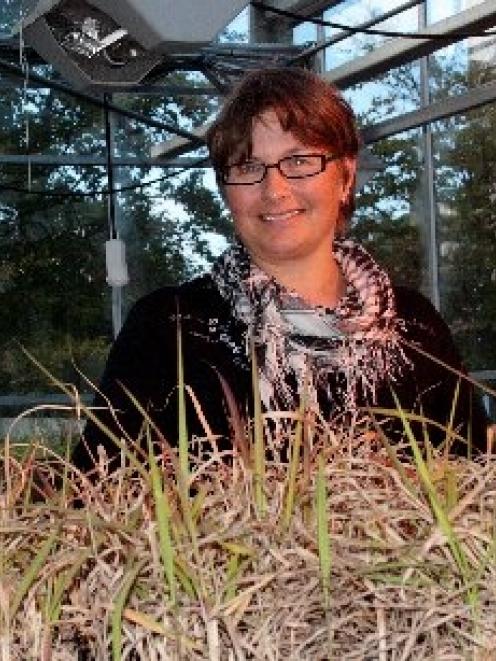 University of Otago Botany Department senior lecturer Dr Janice Lord inspects some of the grass...