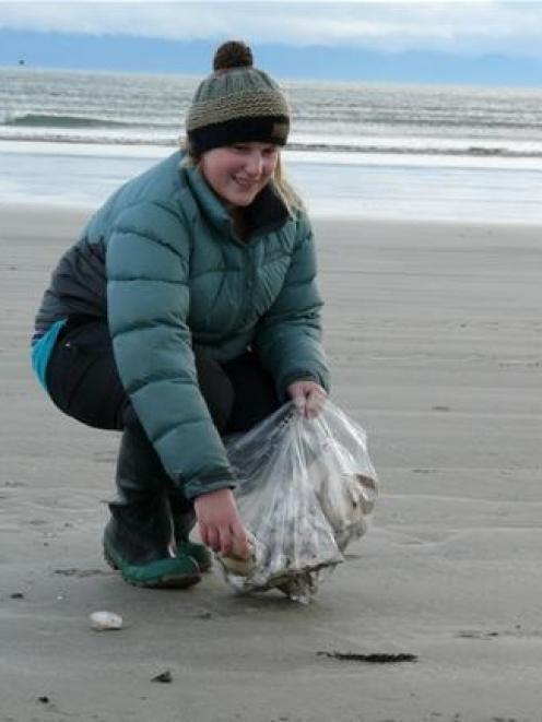 University of Otago ecology student Julie Futter collects toheroa shells from Orepuki beach,...