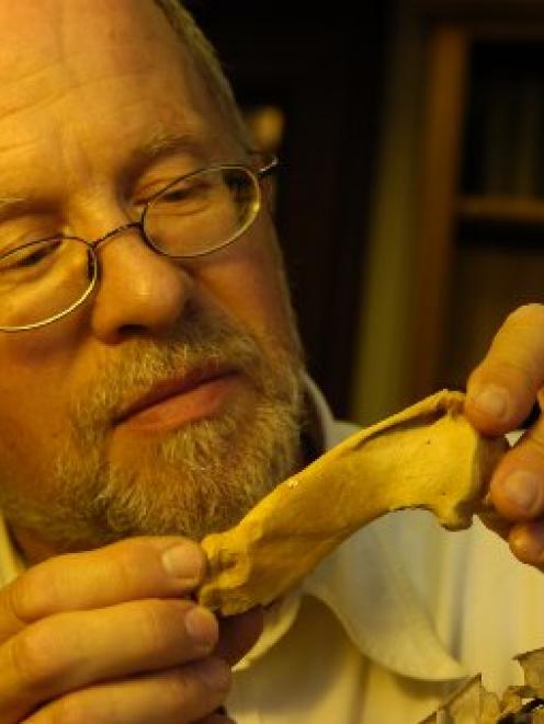 University of Otago geologist Assoc Prof Ewan Fordyce examines a fossilised penguin wing bone...