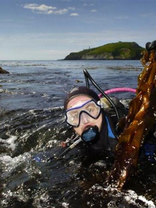 University of Otago marine sciences masters student Angela Rowe holds undaria seaweed removed...