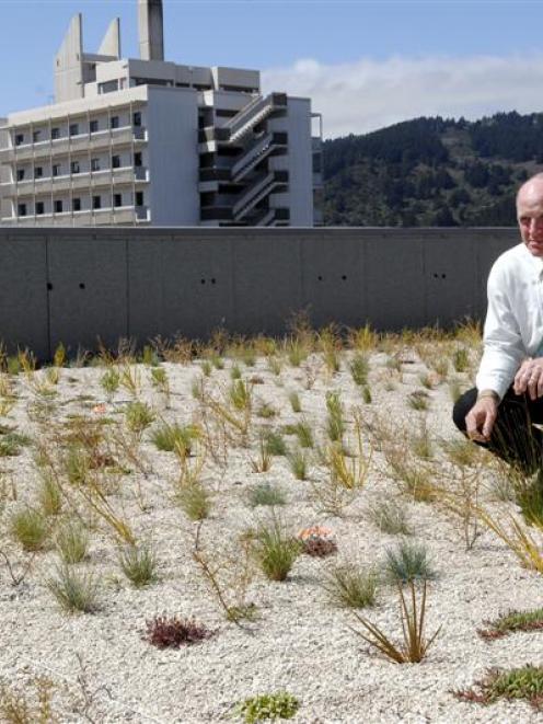 University of Otago property services director Barry MacKay examines the native plants atop the...