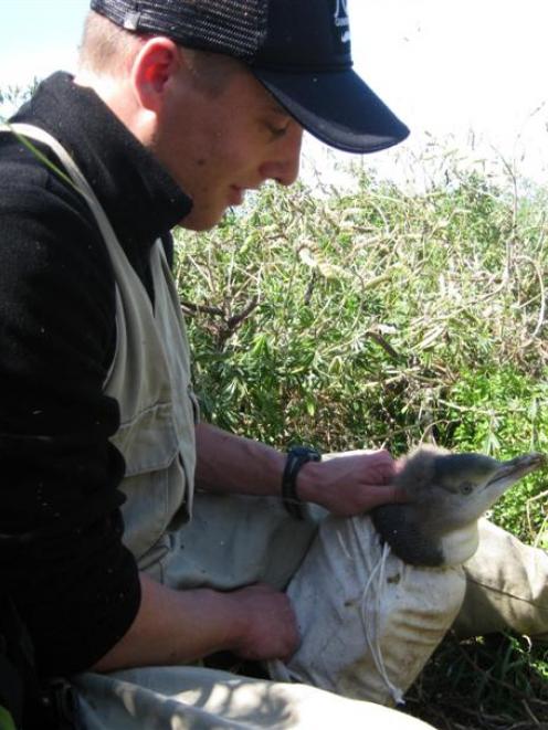 University of Otago wildlife management student Matt Conley checks a yellow-eyed penguin that had...