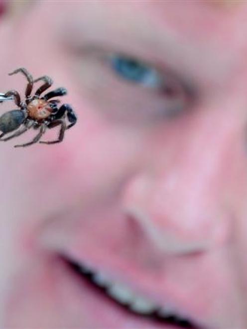 University of Otago zoology research assistant Stefan Porter with a black tunnel web spider which...