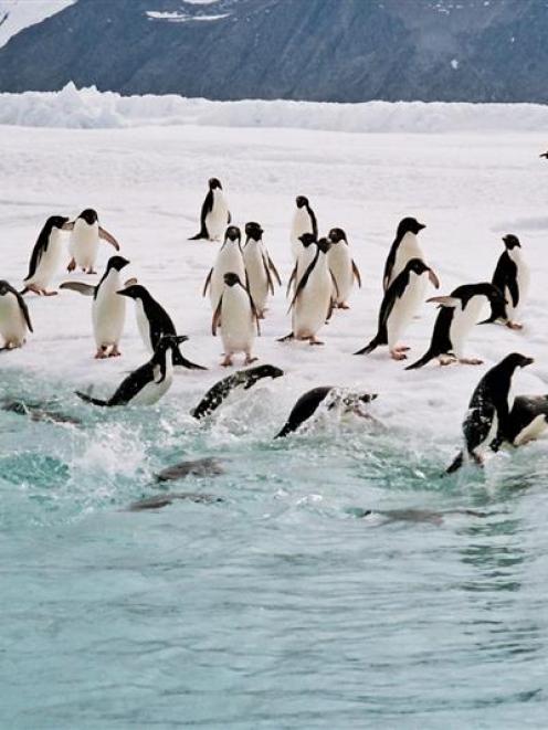 Up to 75% of the Antarctic Adelie penguin population could be lost if predicted temperature...