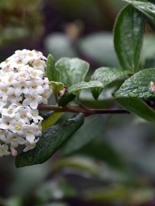 Viburnum x burkwoodii. Photo by Peter McIntosh.