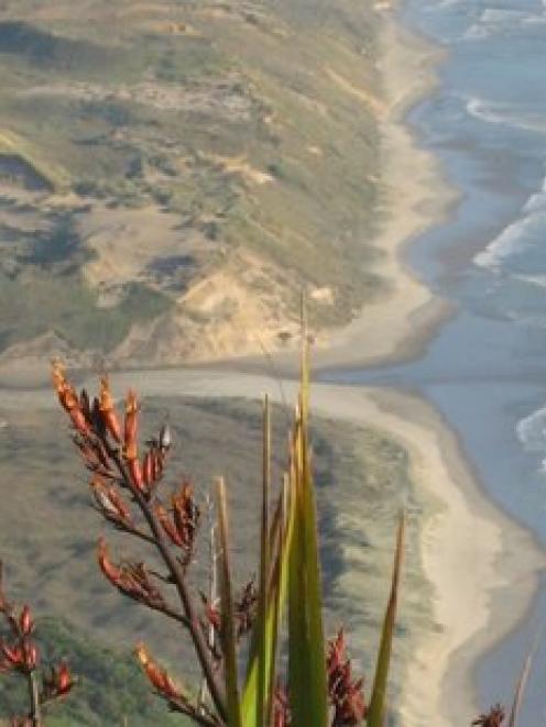 View from the top of Maunganui Bluff. Photo / Peter De Graaf