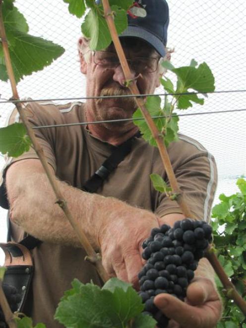 Vinewise Viticulture supervisor Mark Mears, of Cromwell, picks pinot noir grapes at Quartz Reef's...