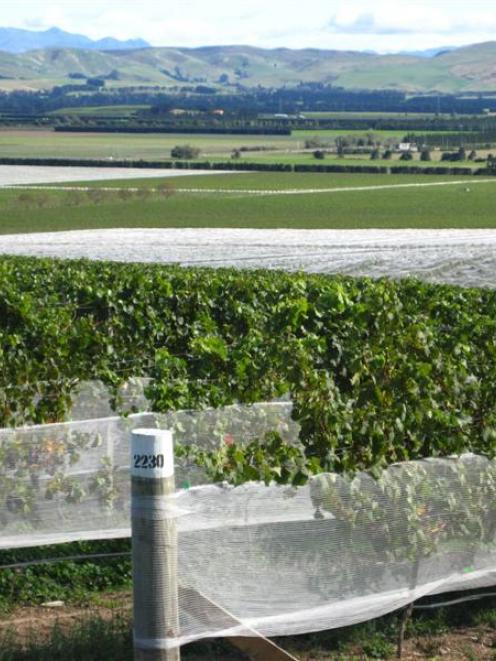 Vineyards are spreading across the Waipara Valley, north of Christchurch. Photo by charmian smith.